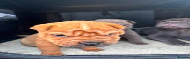 Shar Pei 3