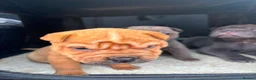 Shar Pei dogs for sale: Lovely SharpEis ready to go  - Advert 5