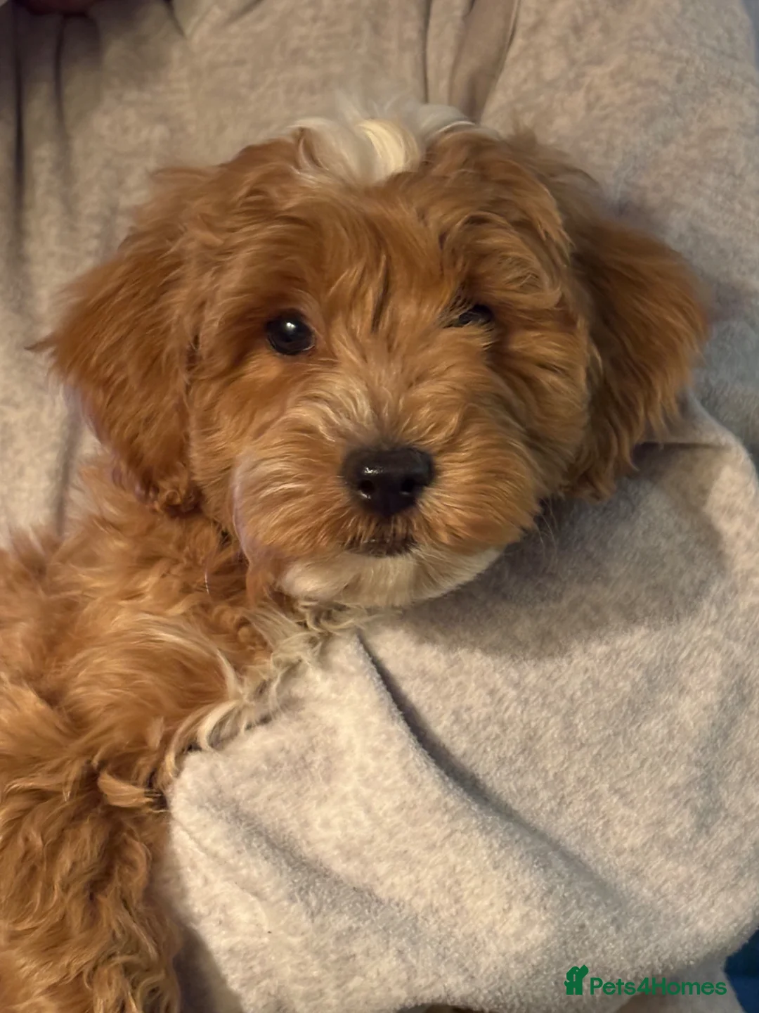 Cockapoo dogs for sale: Beautiful miniature cockapoo puppies  - Advert 2