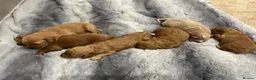 Cockapoo dogs for sale: Beautiful Cockapoo Apricot, Red 5⭐️ Health tested - Advert 12