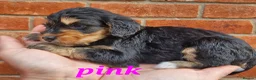 Cockapoo dogs for sale: Stunning toy cockerpoo puppy's for sale  in Ashbourne - Advert 6