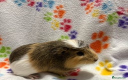 Guinea Pig rodents for sale: Guinea pigs for sale  - Image 3
