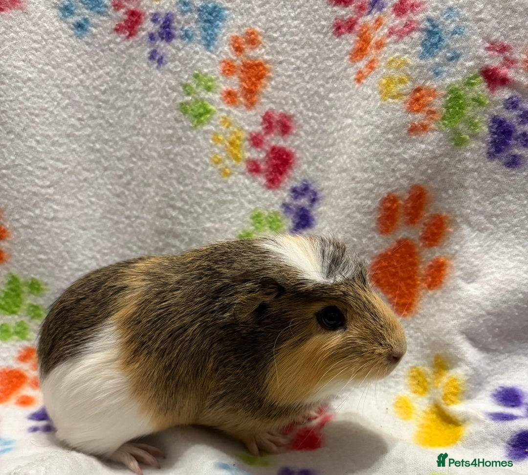 Guinea Pig rodents for sale: Guinea pigs for sale  - Image 3