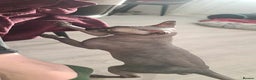 Sphynx cats for stud: Canadian  Spynkx  4 years  old FOR STUD in Southampton - Advert 2