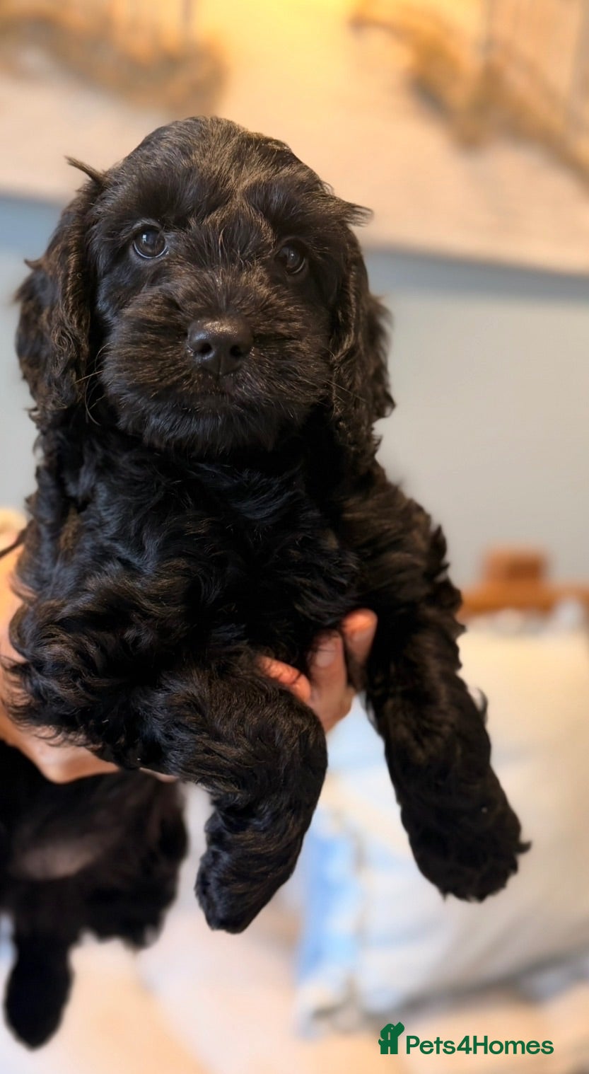 Cockapoo dogs Stunning F1 Cockapoo black male pup for sale  - Advert 1