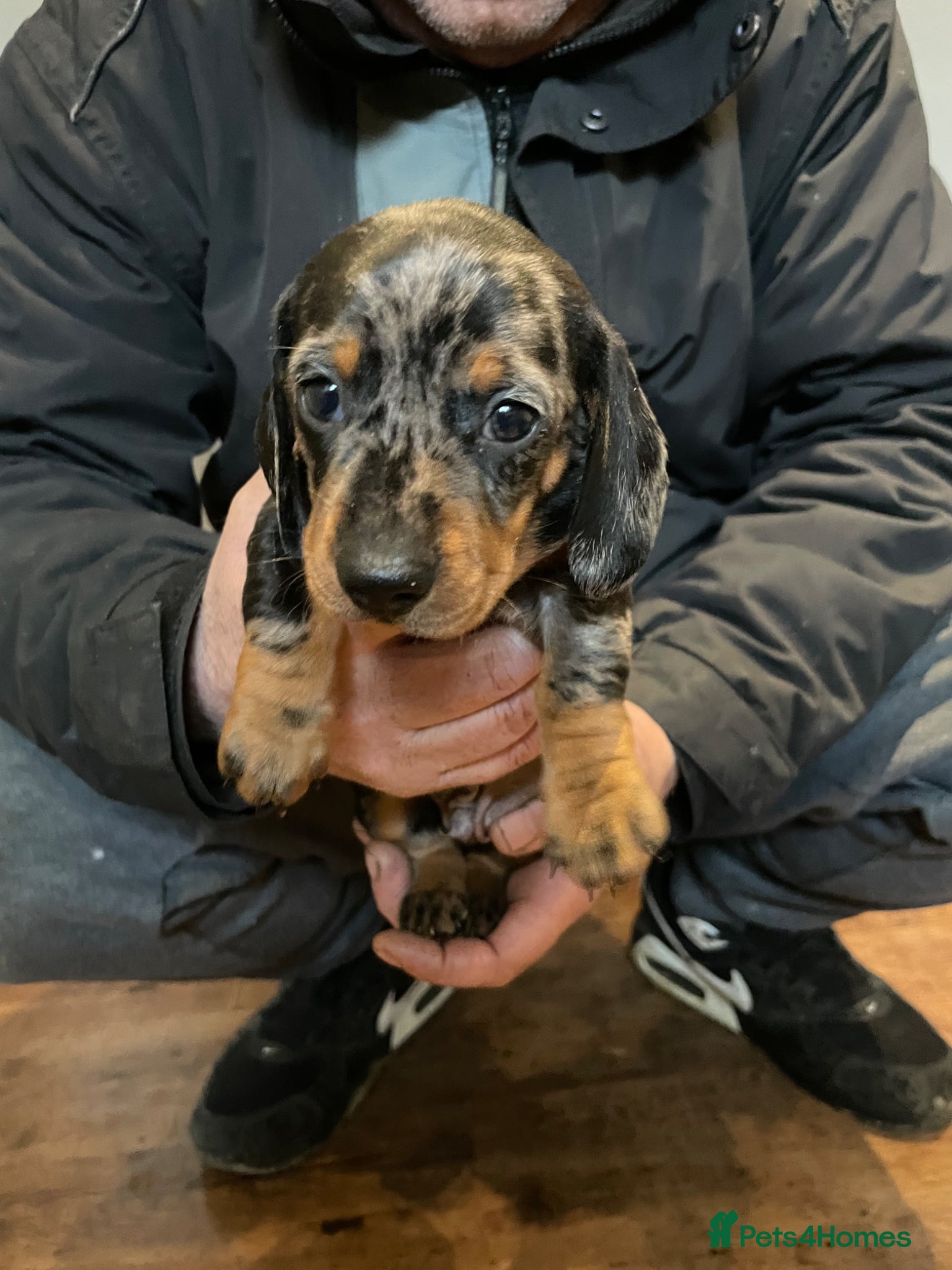 Dachshund dogs Dashshund miniature  - Advert 3