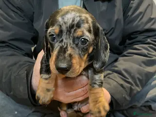 Dachshund dogs Dashshund miniature - Advert 3