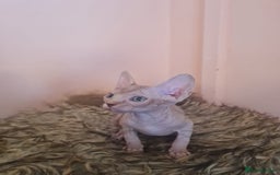 Sphynx cats for sale: Sphynx kittens - Image 4