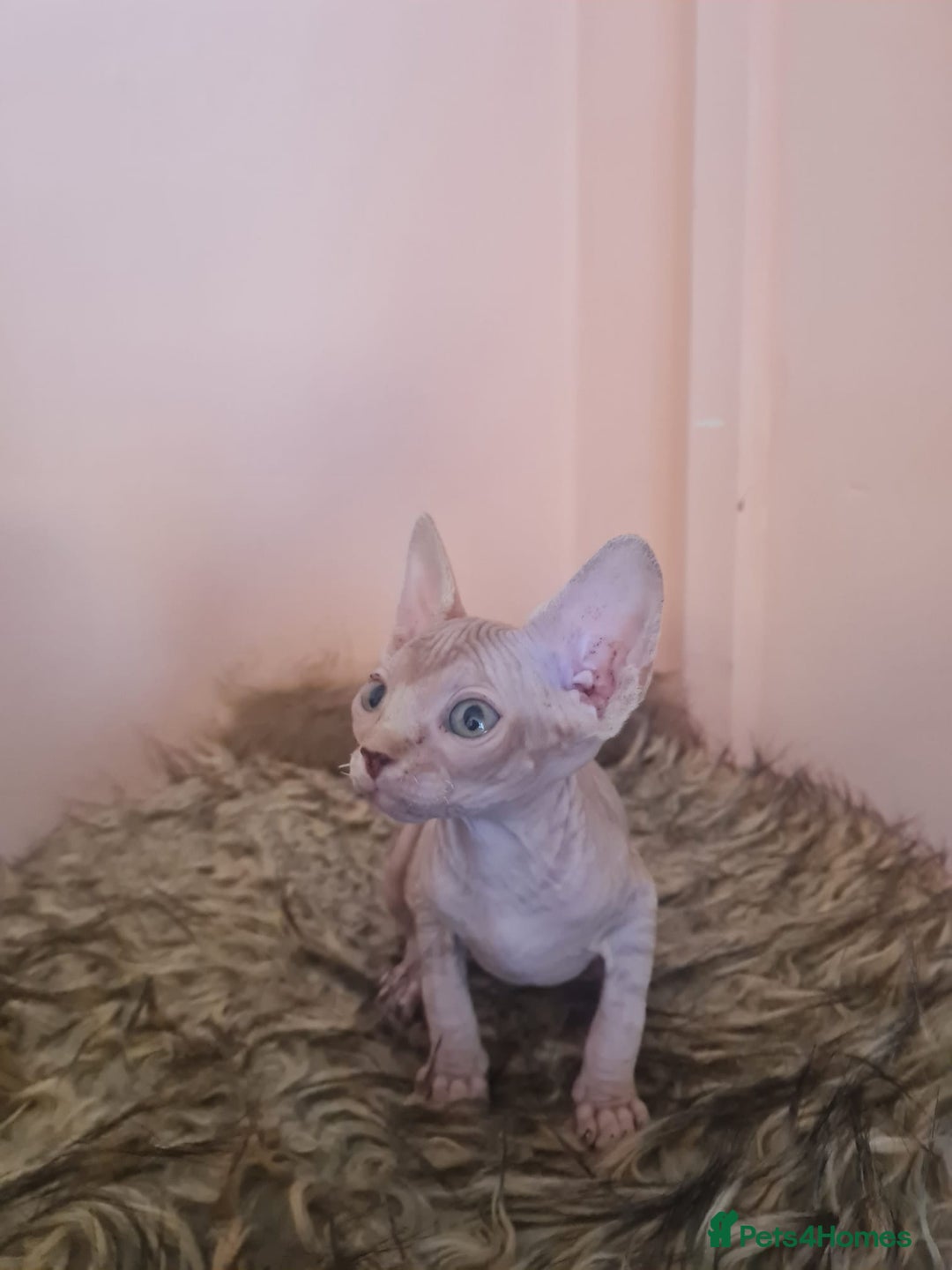 Sphynx cats for sale: Sphynx kittens - Image 4