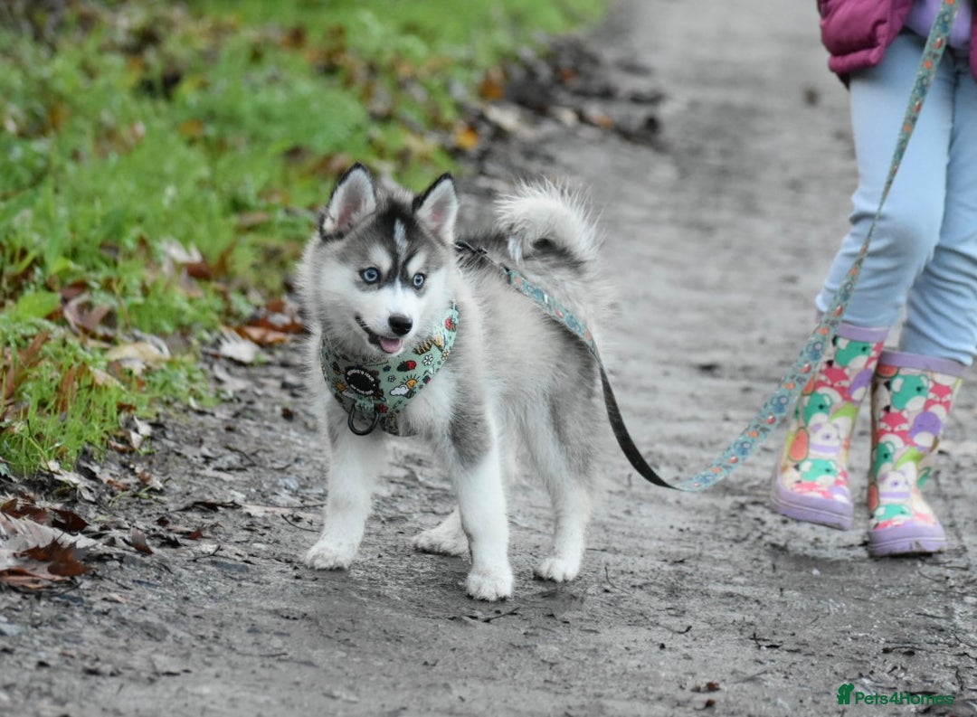 Pomsky dogs for sale: Perfect blue eyed F3 male Pomsky puppy - Advert 5