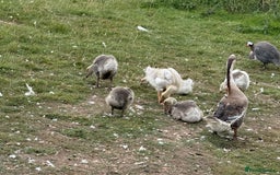 Geese poultry for sale: 6 weeks old mixed geese  - Image 2