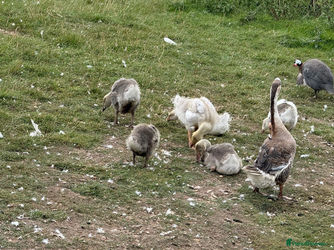 Geese poultry for sale: 6 weeks old mixed geese  - Image 2