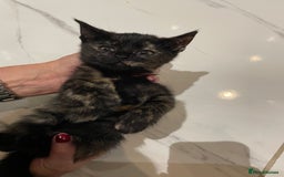 Mixed Breed cats for sale: 2 beautiful girl kittens - Image 8
