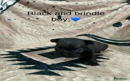 French Bulldog dogs for sale: French bulldog puppies - Image 17