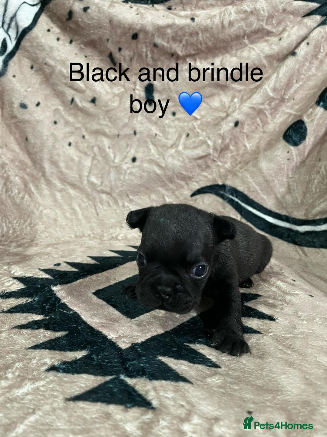 French Bulldog dogs for sale: French bulldog puppies - Image 17