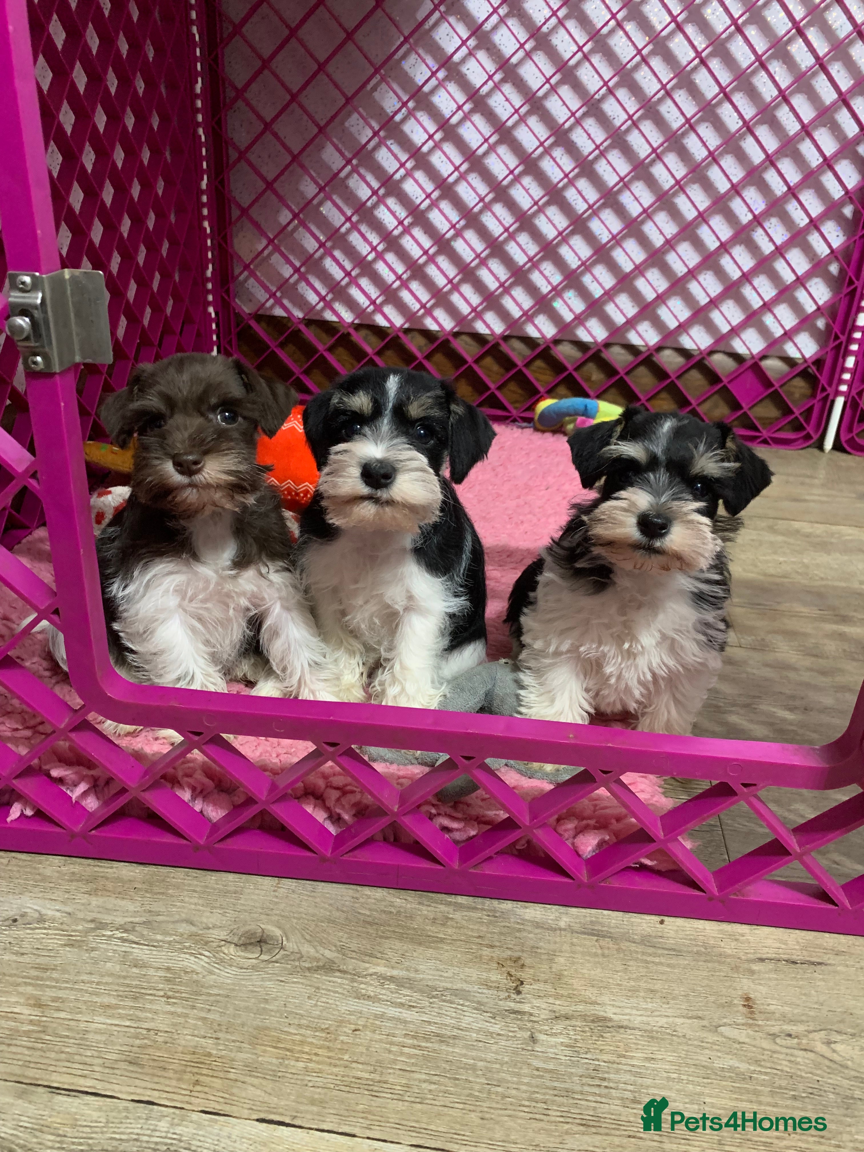 Miniature Schnauzer dogs 5* LICENSED. KC MINI ( TOY) SCHNAUZER LITTER - Advert 3