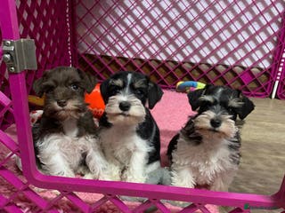 Miniature Schnauzer dogs 5* LICENSED. KC MINI ( TOY) SCHNAUZER LITTER - Advert 3