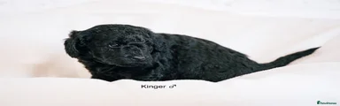 Kinger
