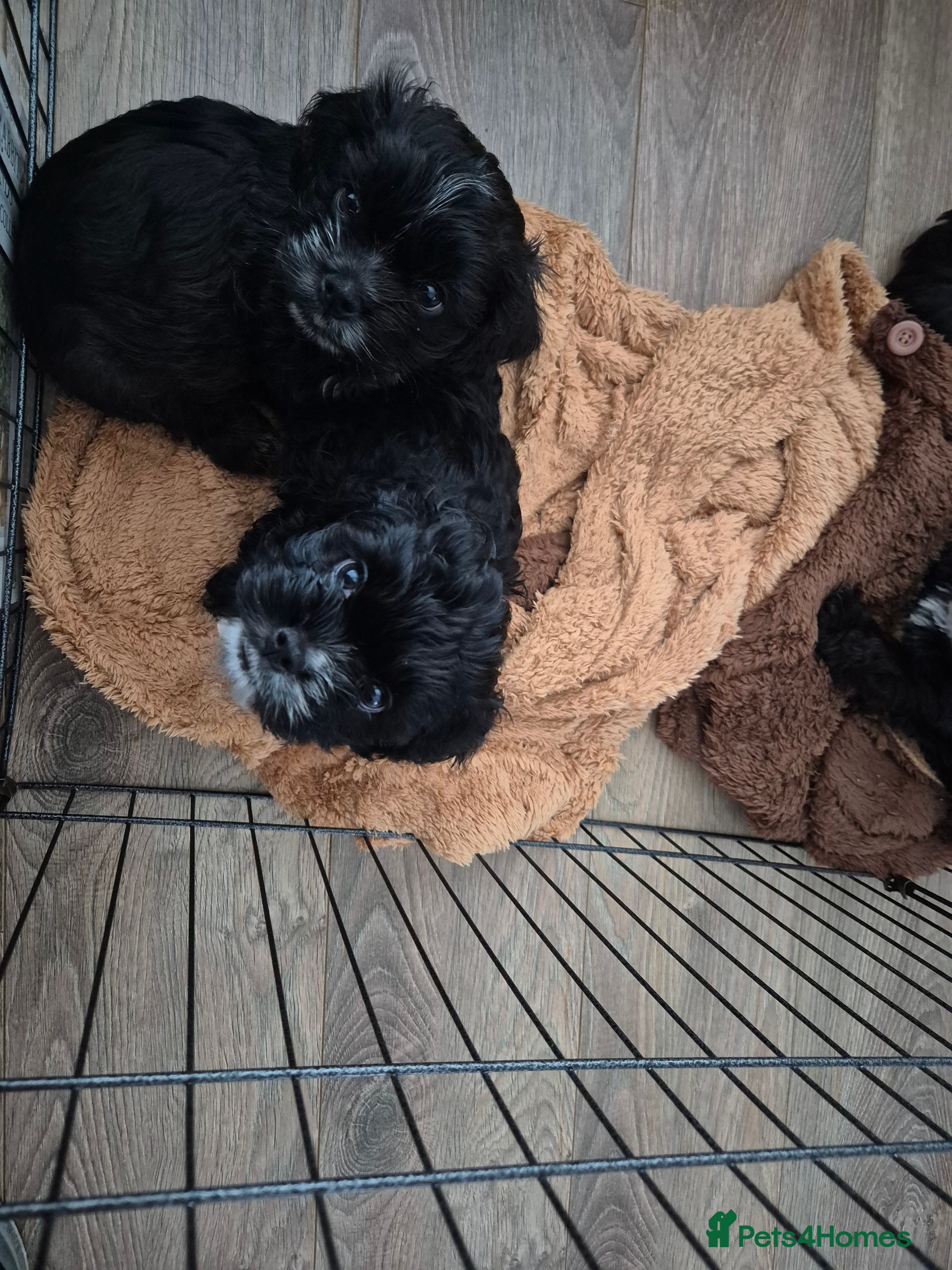 Mixed Breed dogs £800 Cocker spaniel shihtzu cross puppies  - Advert 5