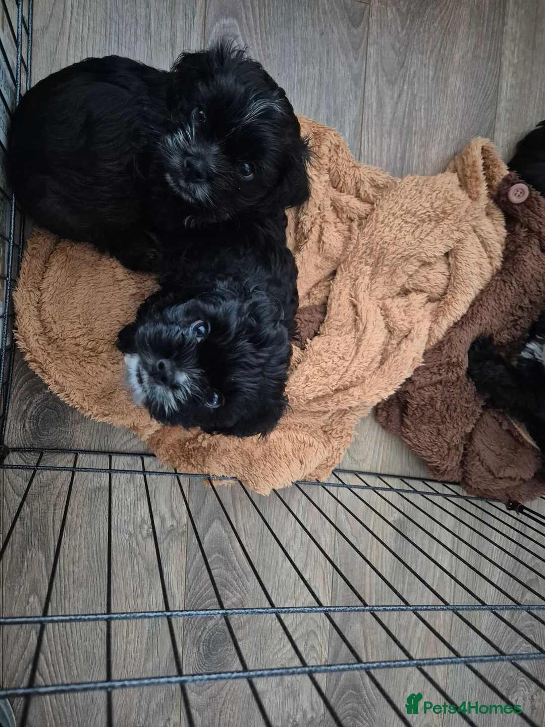 Mixed Breed dogs for sale: £800 Cocker spaniel shihtzu cross puppies  - Advert 1