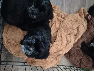 Mixed Breed dogs £800 Cocker spaniel shihtzu cross puppies - Advert 5