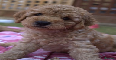 Mixed Breed dogs - Advert 5