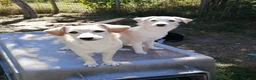 Mixed Breed dogs for adoption: ❤️🐶 JUNE – A LITTLE SUN-RAY SMALL 7 MONTHS GIRL - Advert 22