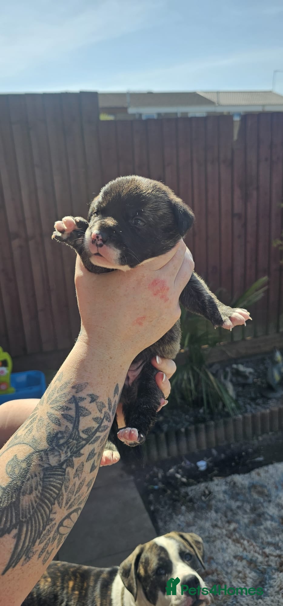 Mixed Breed dogs American bulldog/cane Corso  - Advert 12