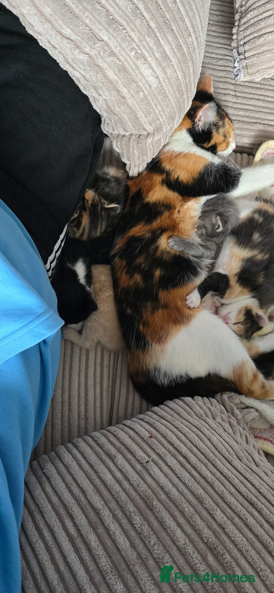 Mixed Breed cats for sale: Beautiful mixed breed kittens must go this week. - Advert 20