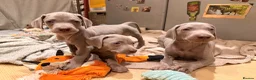 Weimaraner dogs for sale: Beautiful KC reg Weimaraner’s forever homes req - Advert 9