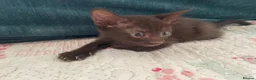 Siamese cats for sale: Siamese x Maine coon kittens - Advert 16