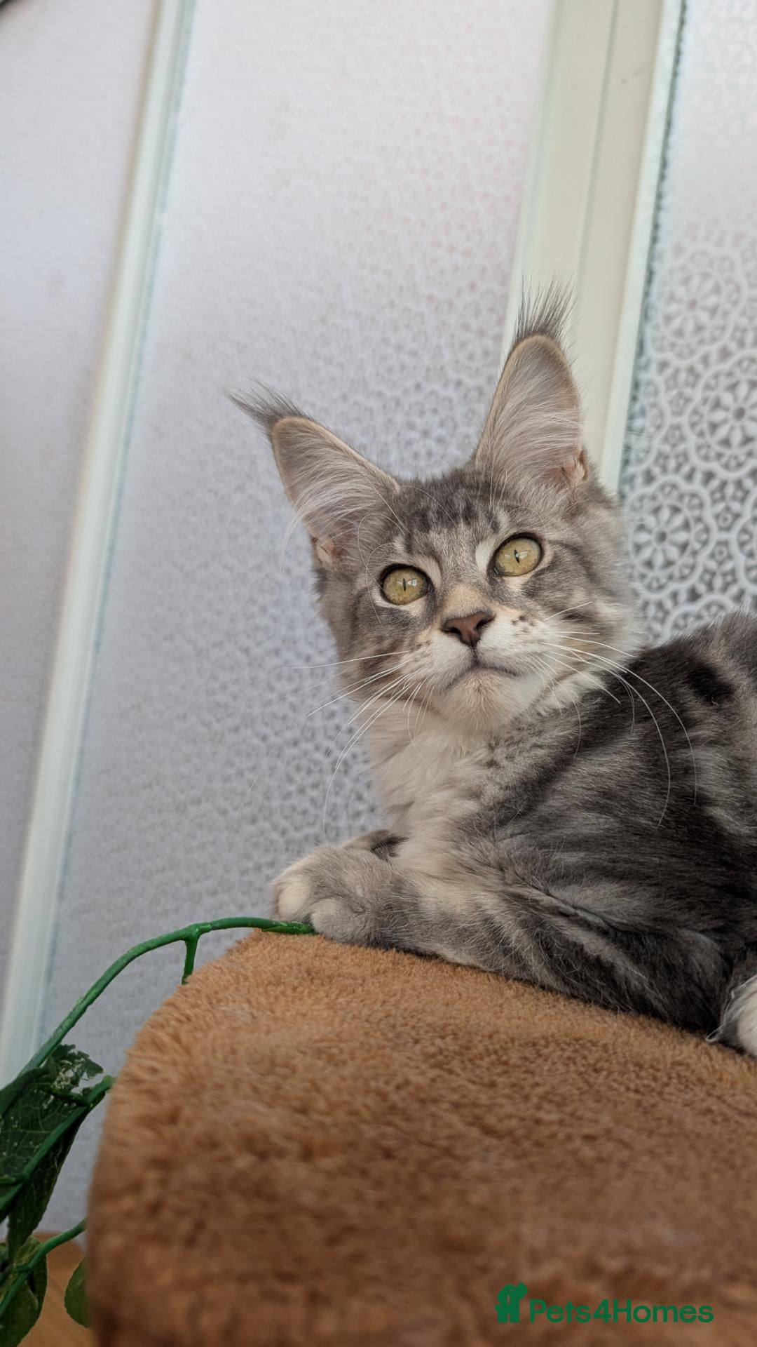 Maine Coon cats Stunning Maine coon kittens  - Advert 6
