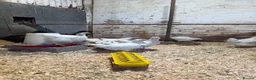 Chickens poultry for sale: Mixed breed Chickens 8 week - Advert 5