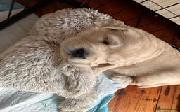 Golden Retriever dogs for sale: KC Reg Golden Retriever Pups - CHAMPION Bloodlines - Image 38