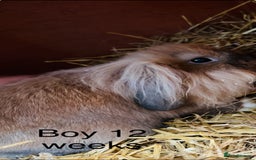 Lionhead rabbits for sale: lion-head  - Image 2
