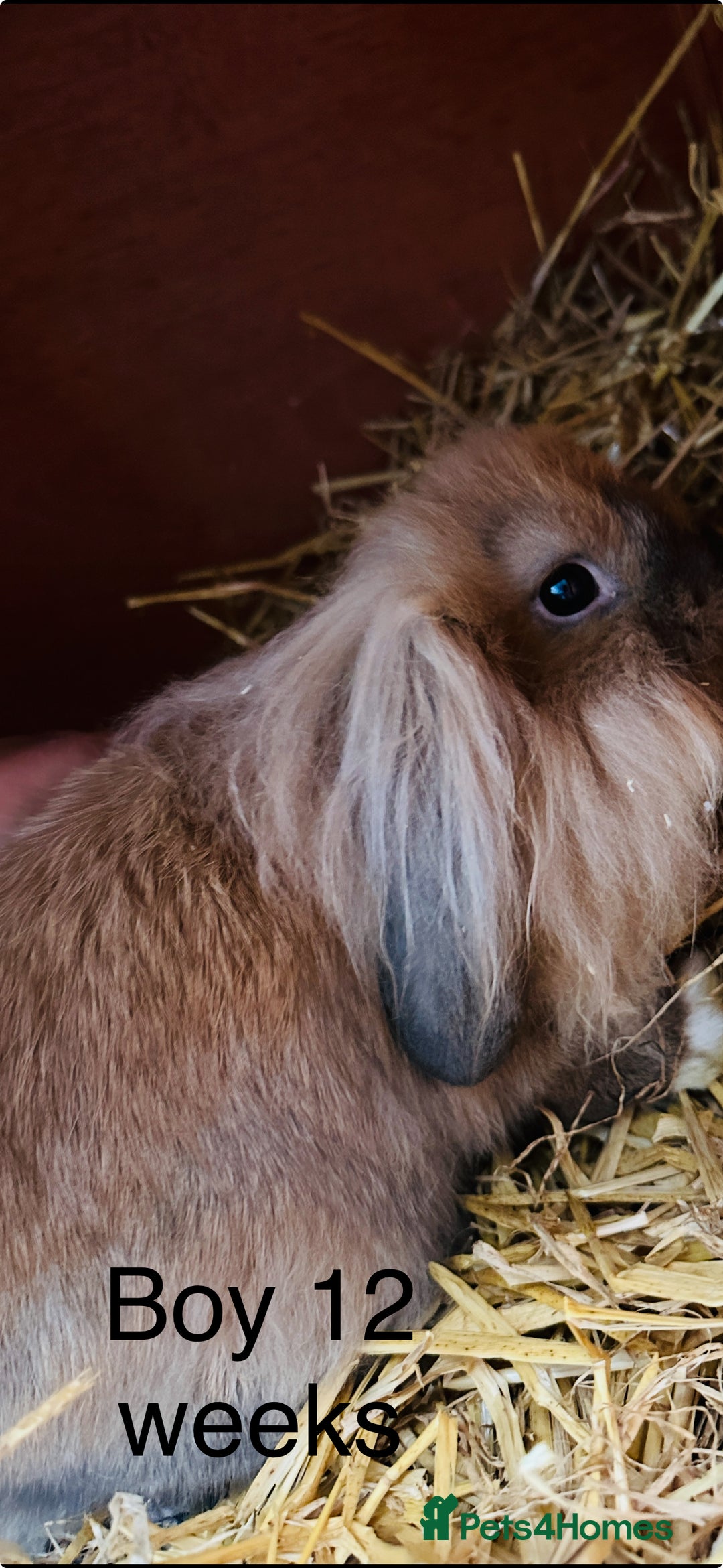 Lionhead rabbits for sale: lion-head  - Image 2