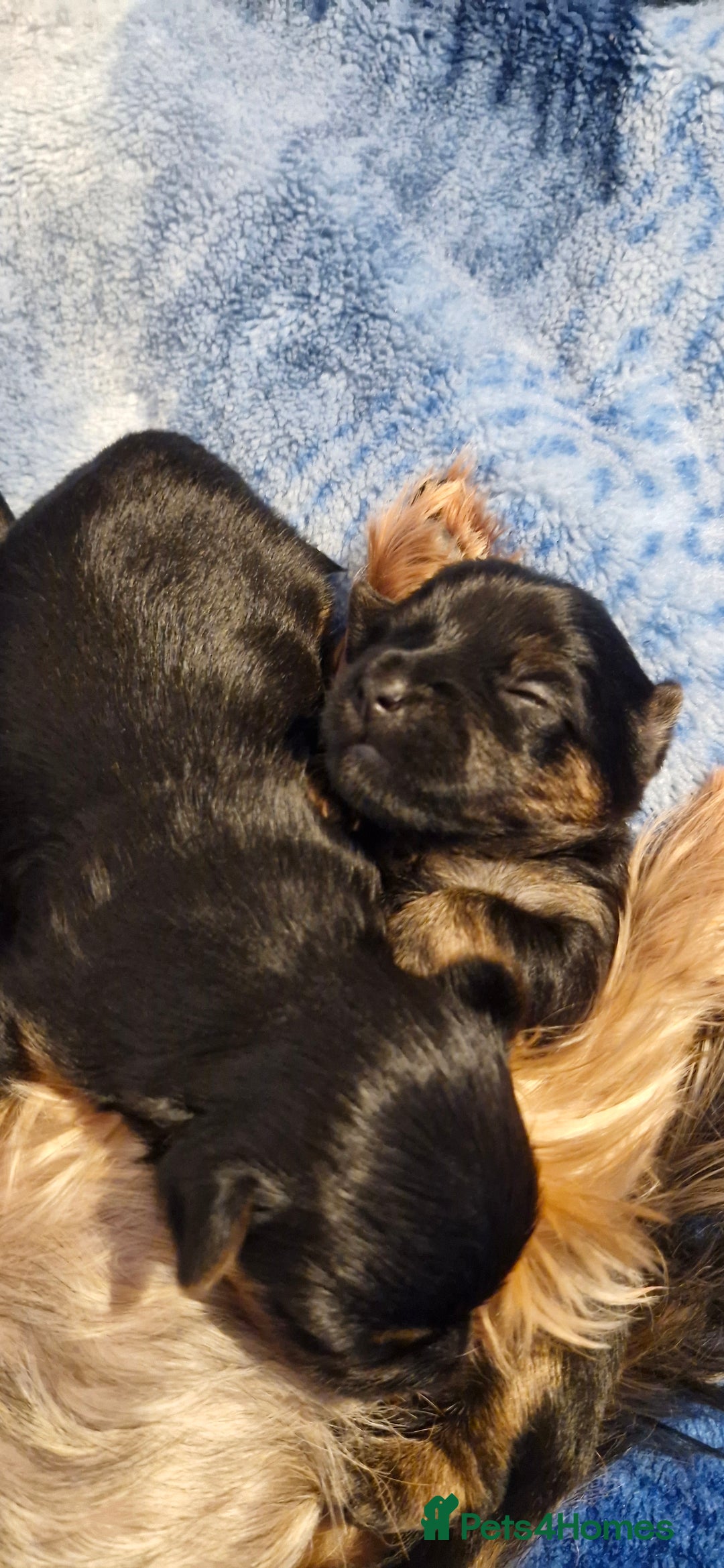 Yorkshire Terrier dogs for sale: Yorkshire terrier  - Advert 21