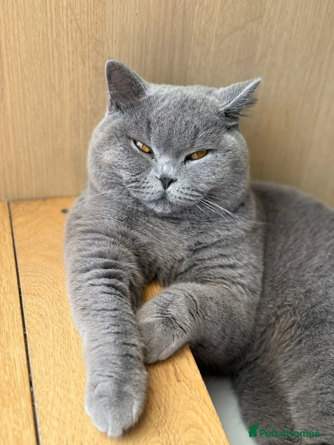 British Shorthair cats for stud: Mr Coco - Advert 14
