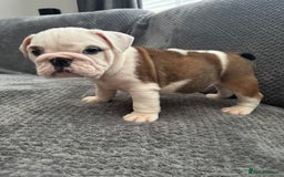 English Bulldog dogs for sale: KC Registered English Bulldog Puppies - Image 12