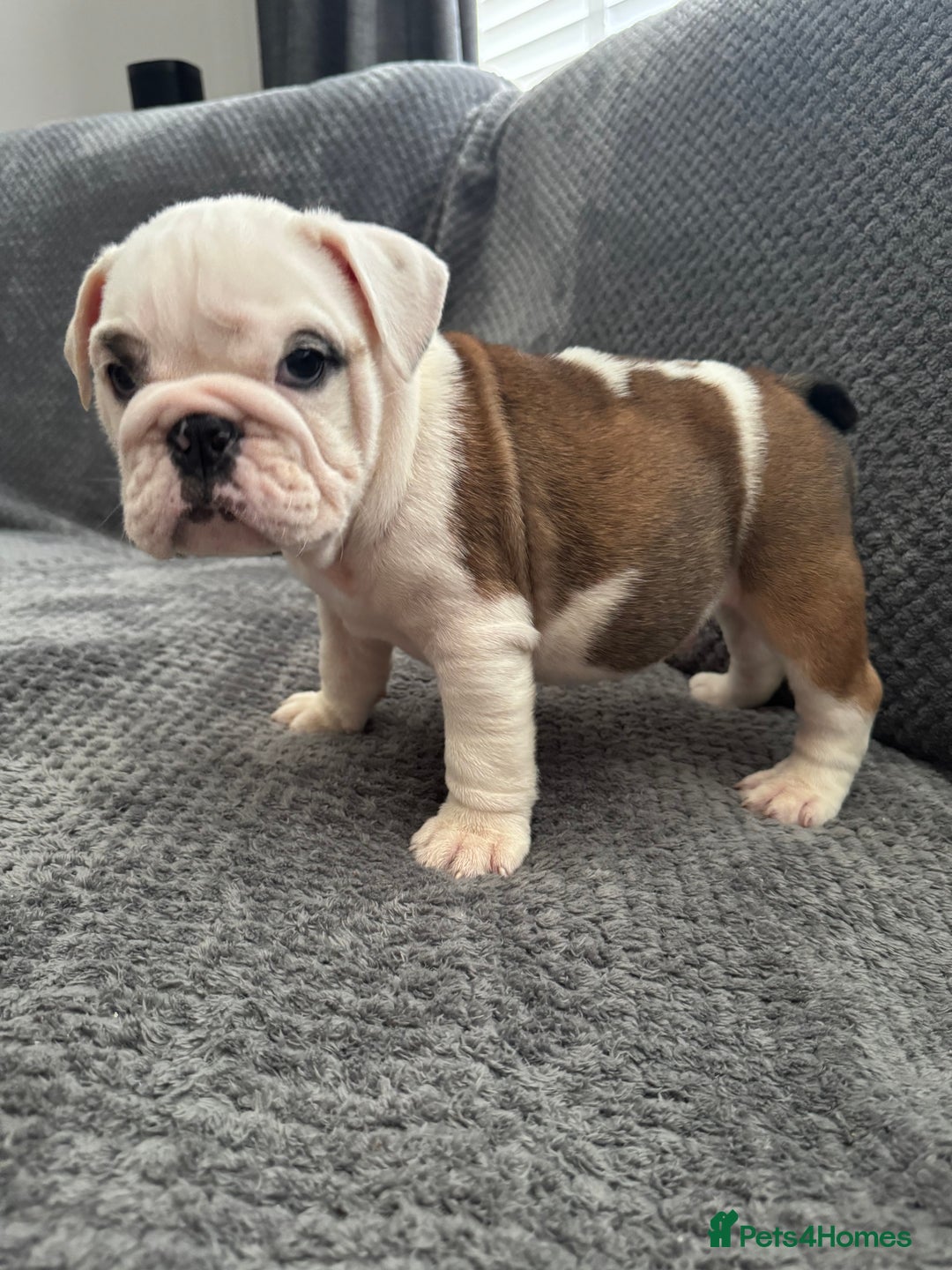 English Bulldog dogs for sale: KC Registered English Bulldog Puppies - Image 12