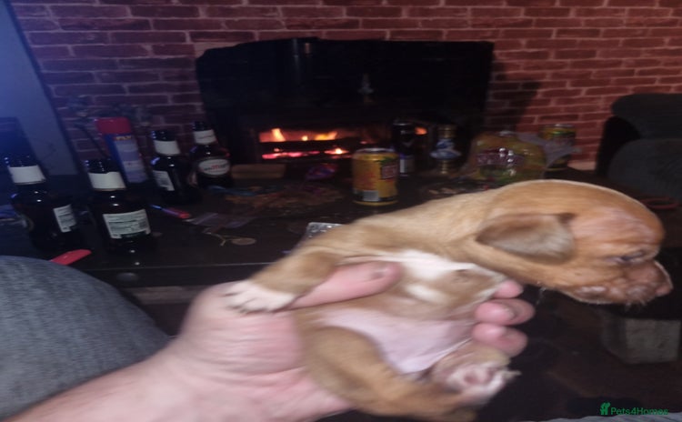 Patterjack dogs - Advert 1