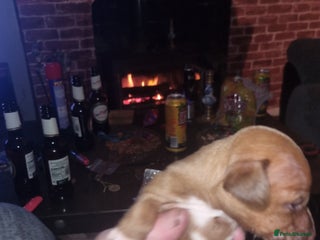 Patterjack dogs - Advert 9