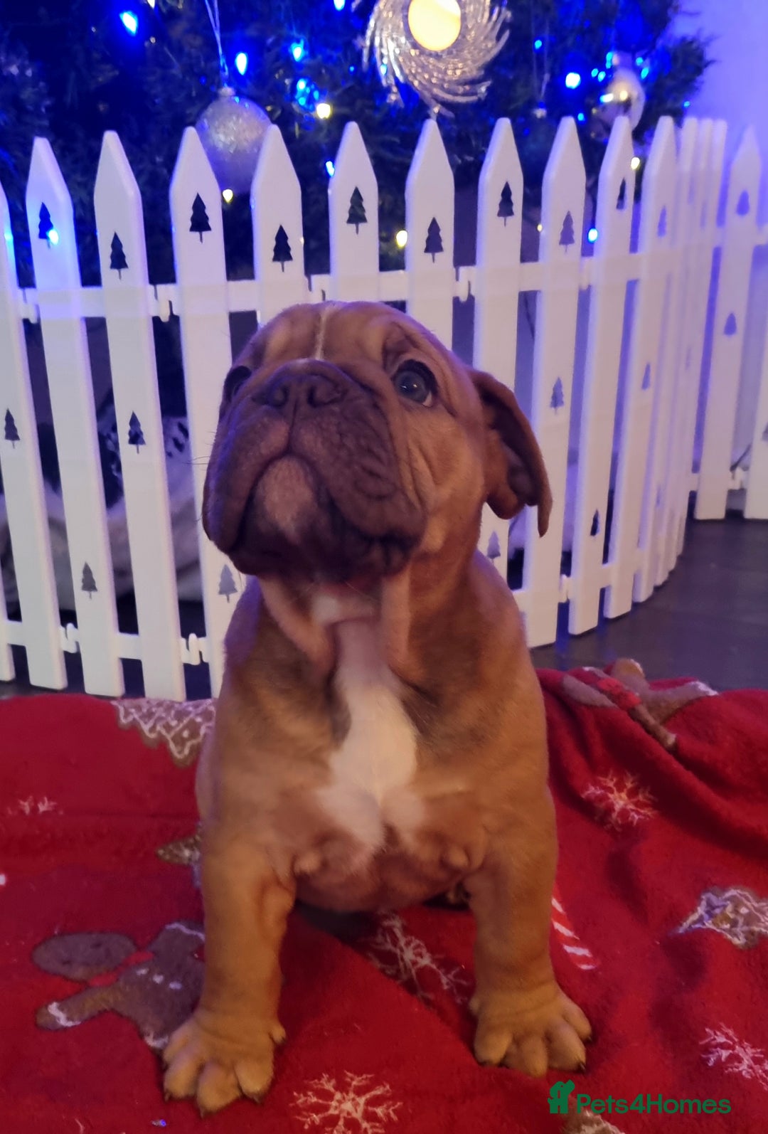 Olde English Bulldogge dogs for sale: BUYER PULL OUT LAST MALE REDUCED!!!! - Advert 8