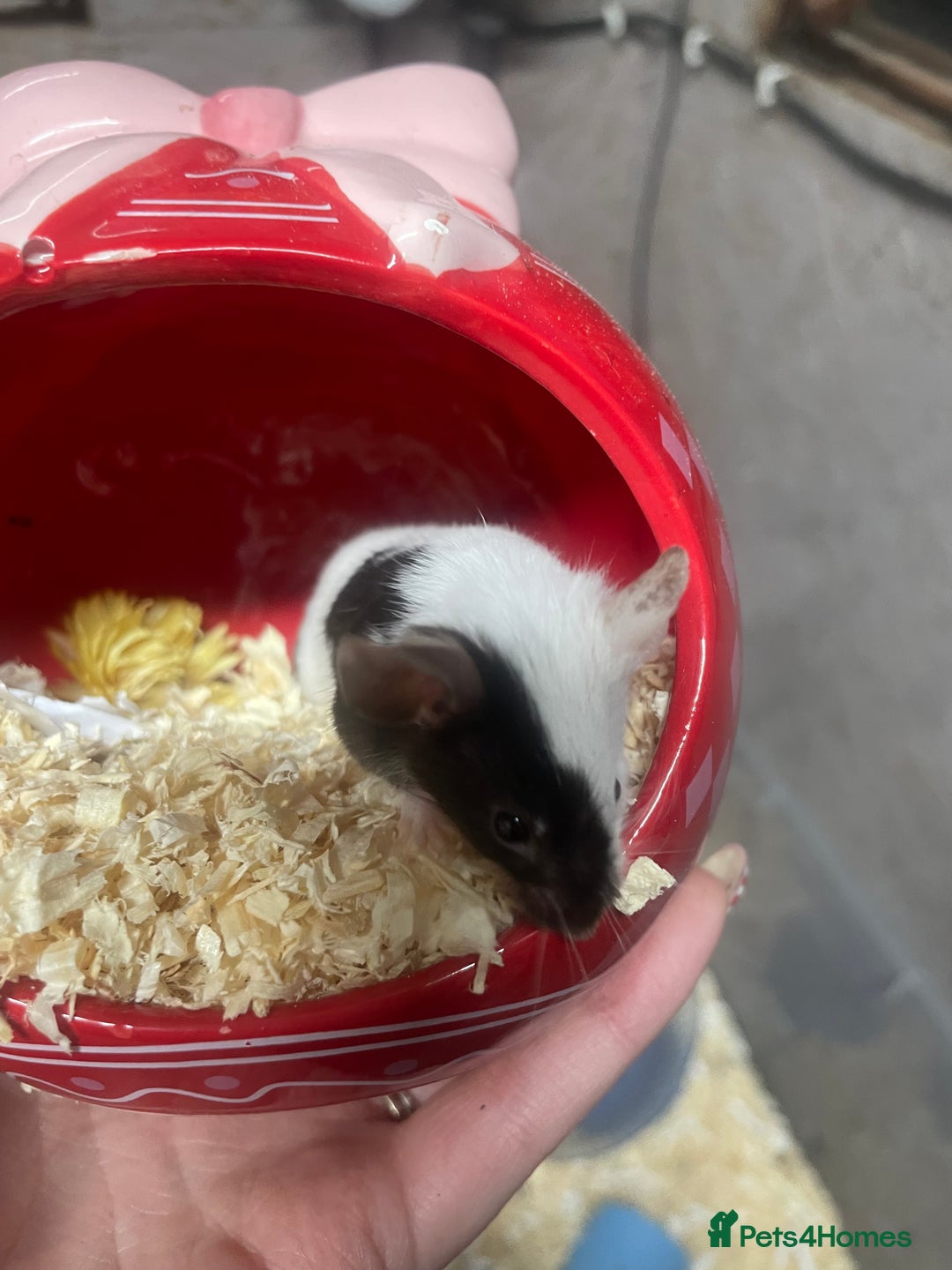 Mouse rodents for sale: Male mice for re-homing - Advert 5