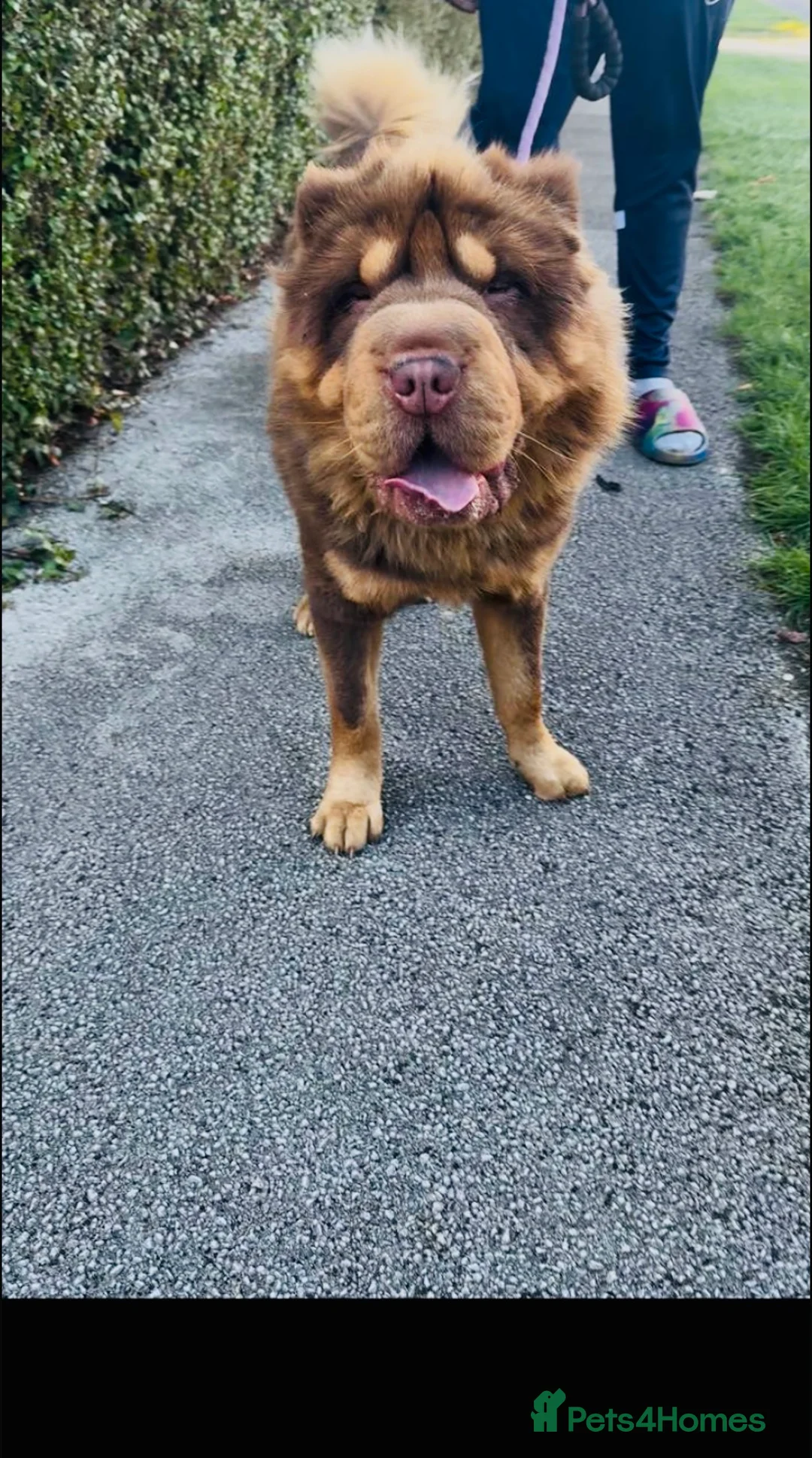 Shar Pei dogs for sale: Top quality choc and tan bear coat sharpies - Advert 11