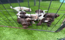 Cocker Spaniel dogs for sale: English cocker spaniel puppies - Image 6