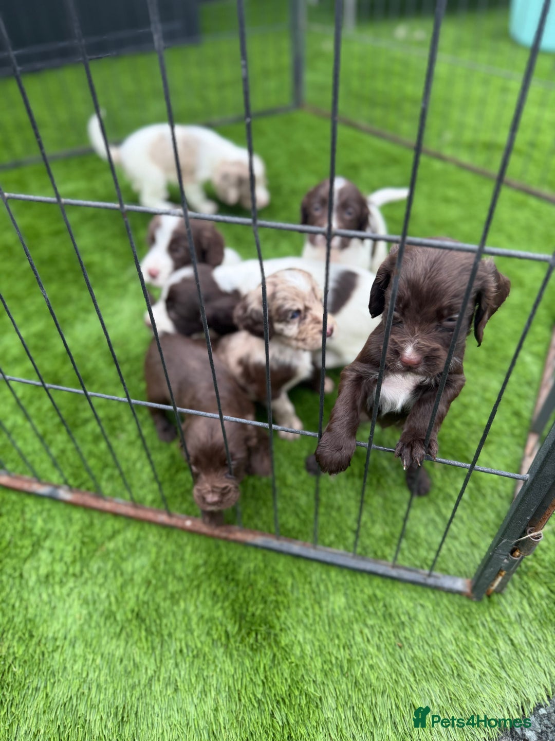 Cocker Spaniel dogs for sale: English cocker spaniel puppies - Image 6