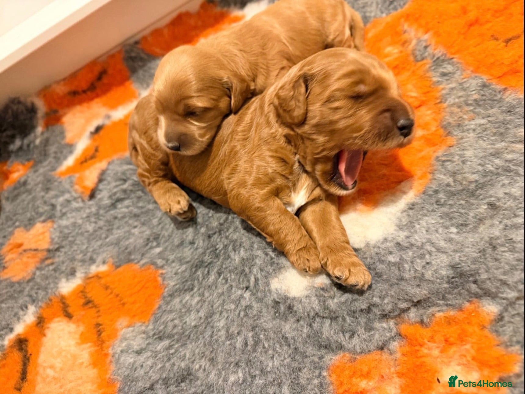Mixed Breed dogs Two Beautiful Double Doodle Puppies – Boy & Girl - Advert 1