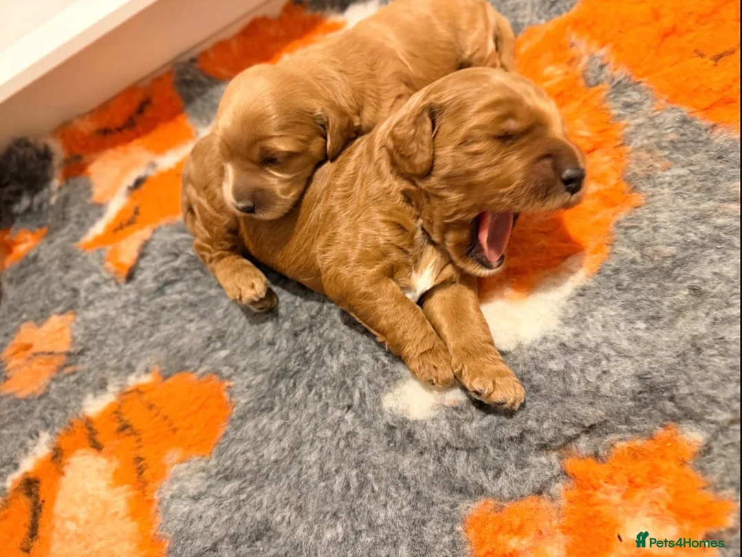 Mixed Breed dogs for sale: Two Beautiful Double Doodle Puppies – Boy & Girl - Advert 1