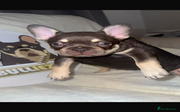 French Bulldog dogs for sale: French Bulldog puppies for sale - Image 4